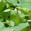 风景.植物