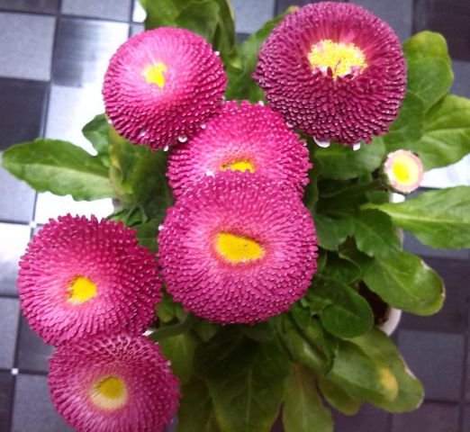 雏菊.jpg