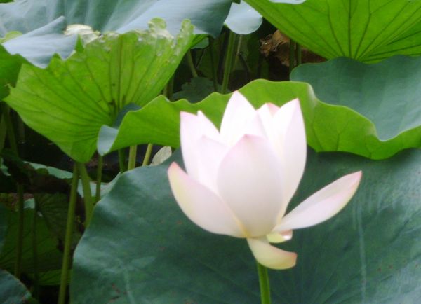 莲花