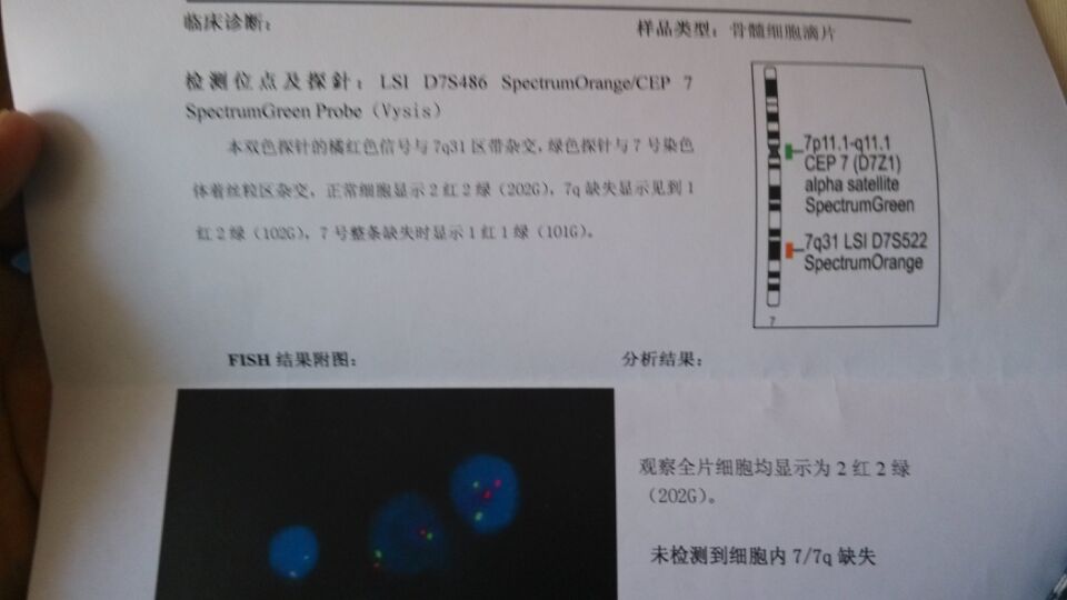 7|7q缺失荧光原位杂交检测