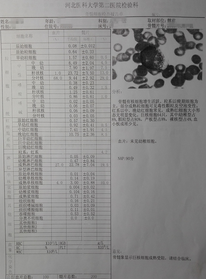 骨穿报告新